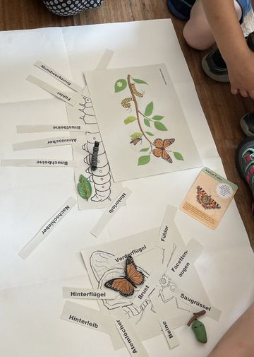 Modell von Körperbau Schmetterling aus Papier, Kinder sollten Begriffe zuordnen