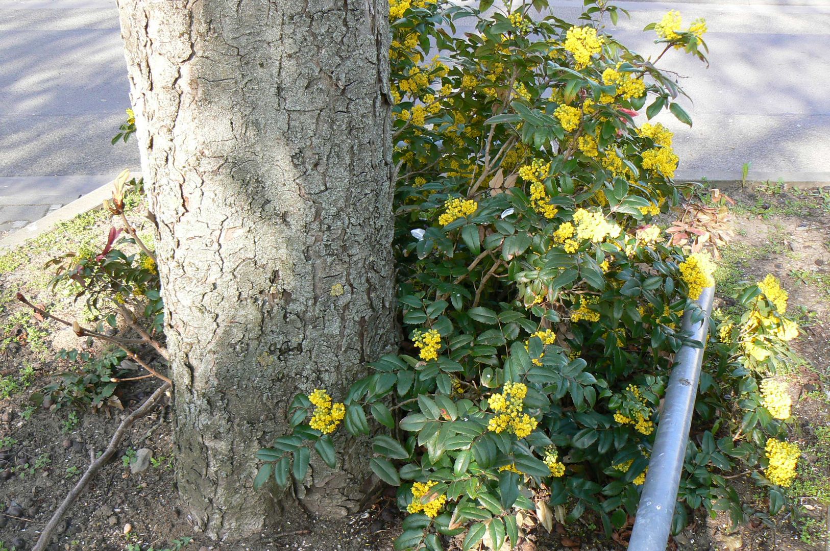 Neben einer städtischen Rosskastanie steht eine Mahonie mit ihren gelben Blüten.
