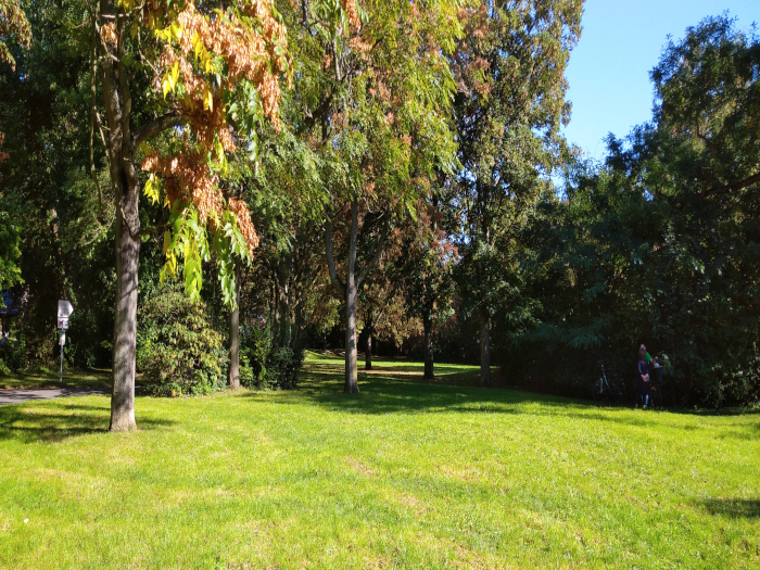 Auf dem Bild sieht man Wiese mit Bäumen in einer Parkanlage in der Feldscheidenstraße